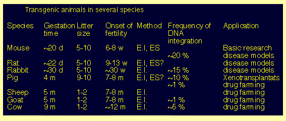 transgenic species